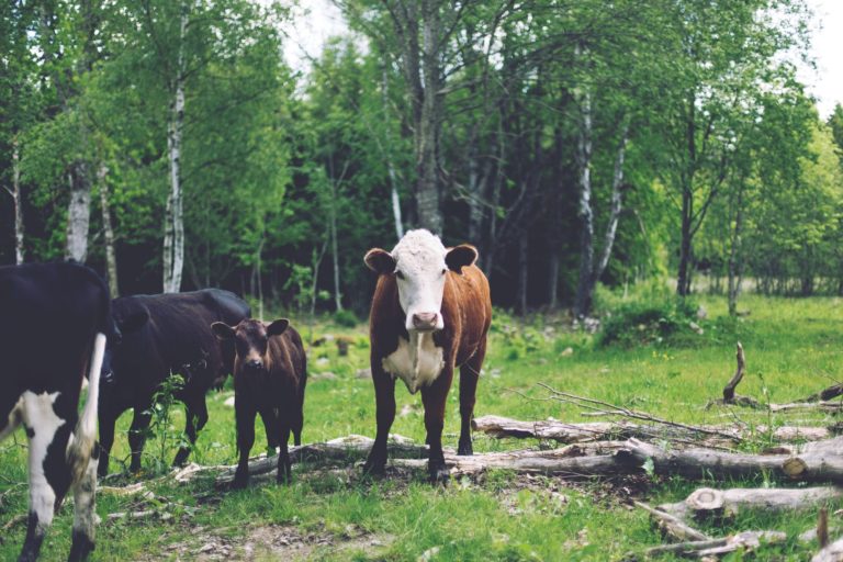 group of cows