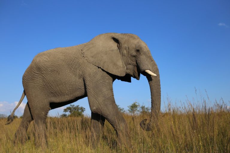 elephant