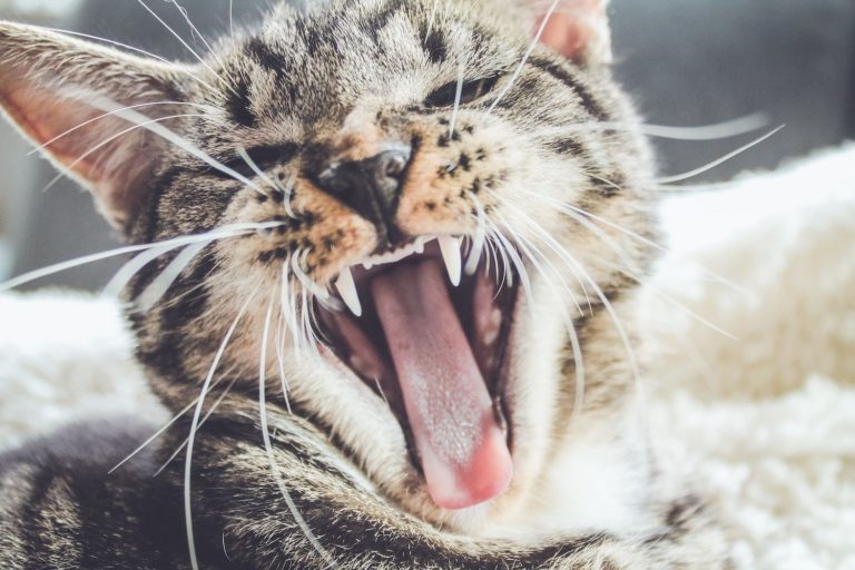Cat looking angry