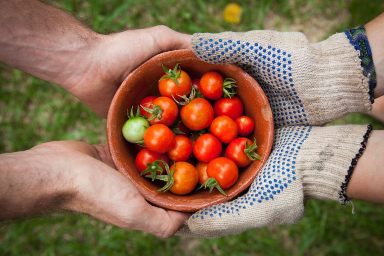 Sharing tomatoes