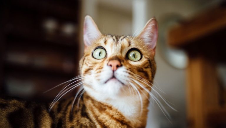 surprised cat