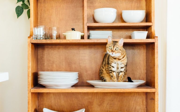 Cat on a shelf