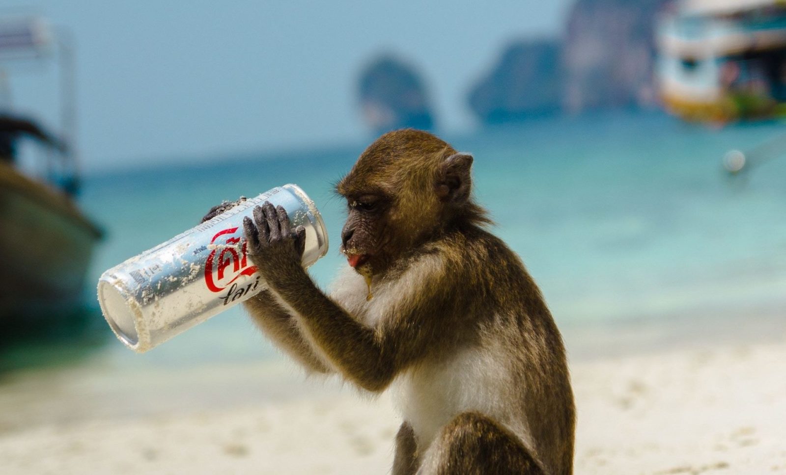 A monkey on a beach in Thailand holding a soda can