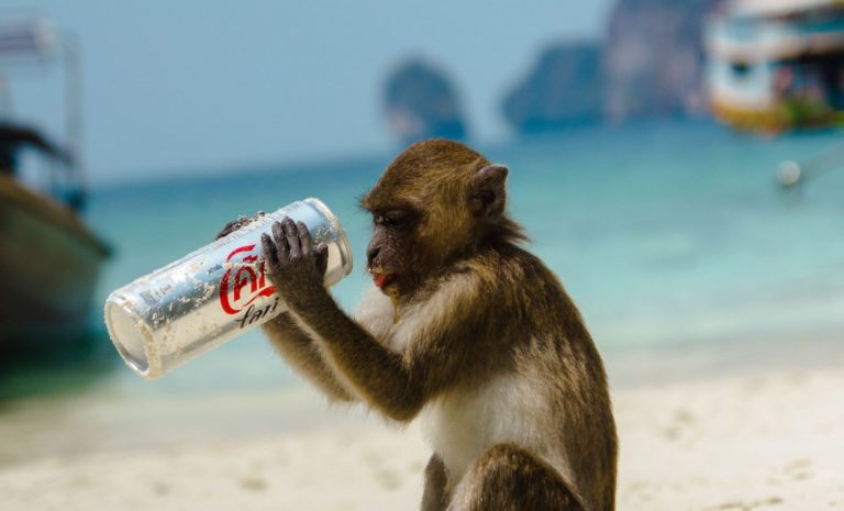 A monkey on a beach in Thailand holding a soda can