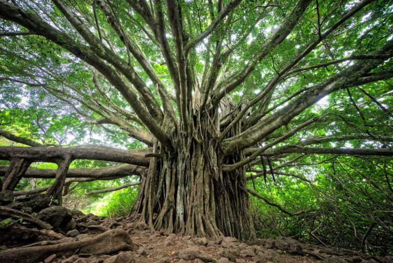 An enormous banyan tree
