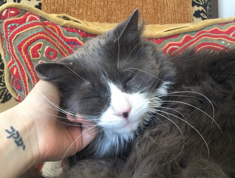 pet industry trend