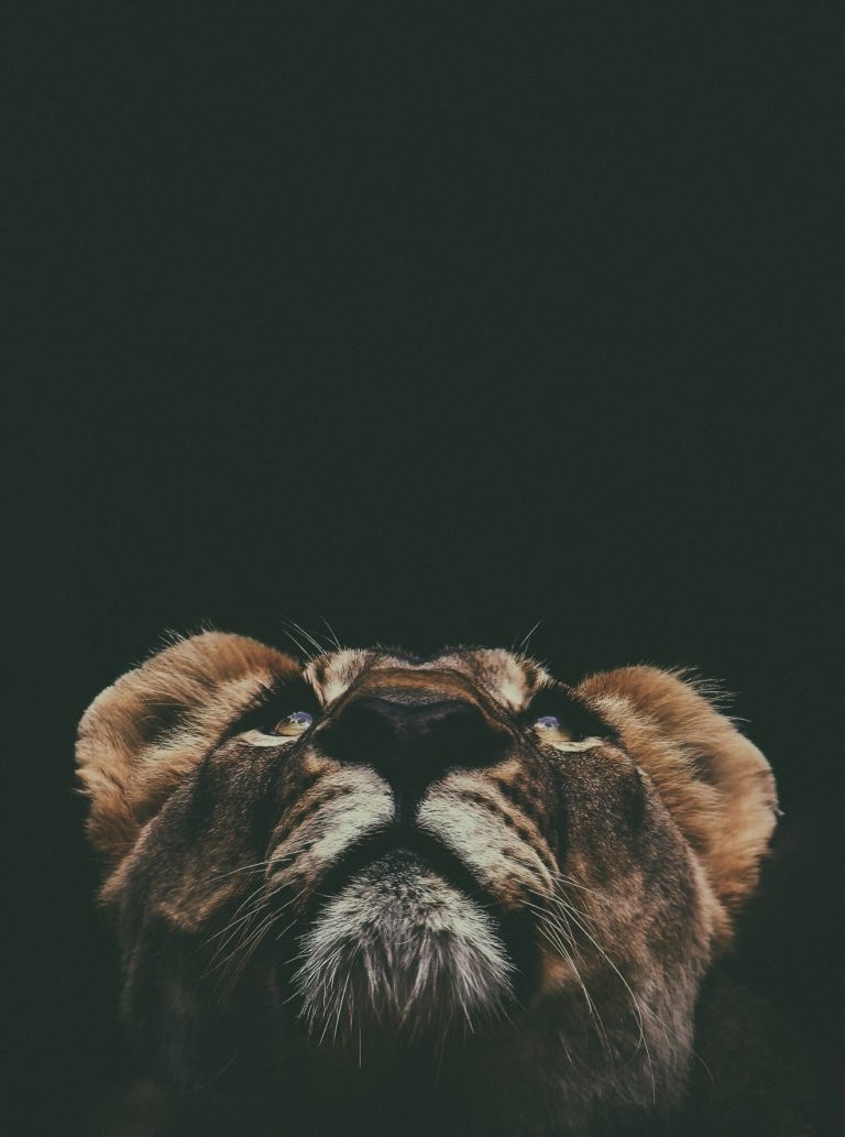 A lion looks up at a black background.