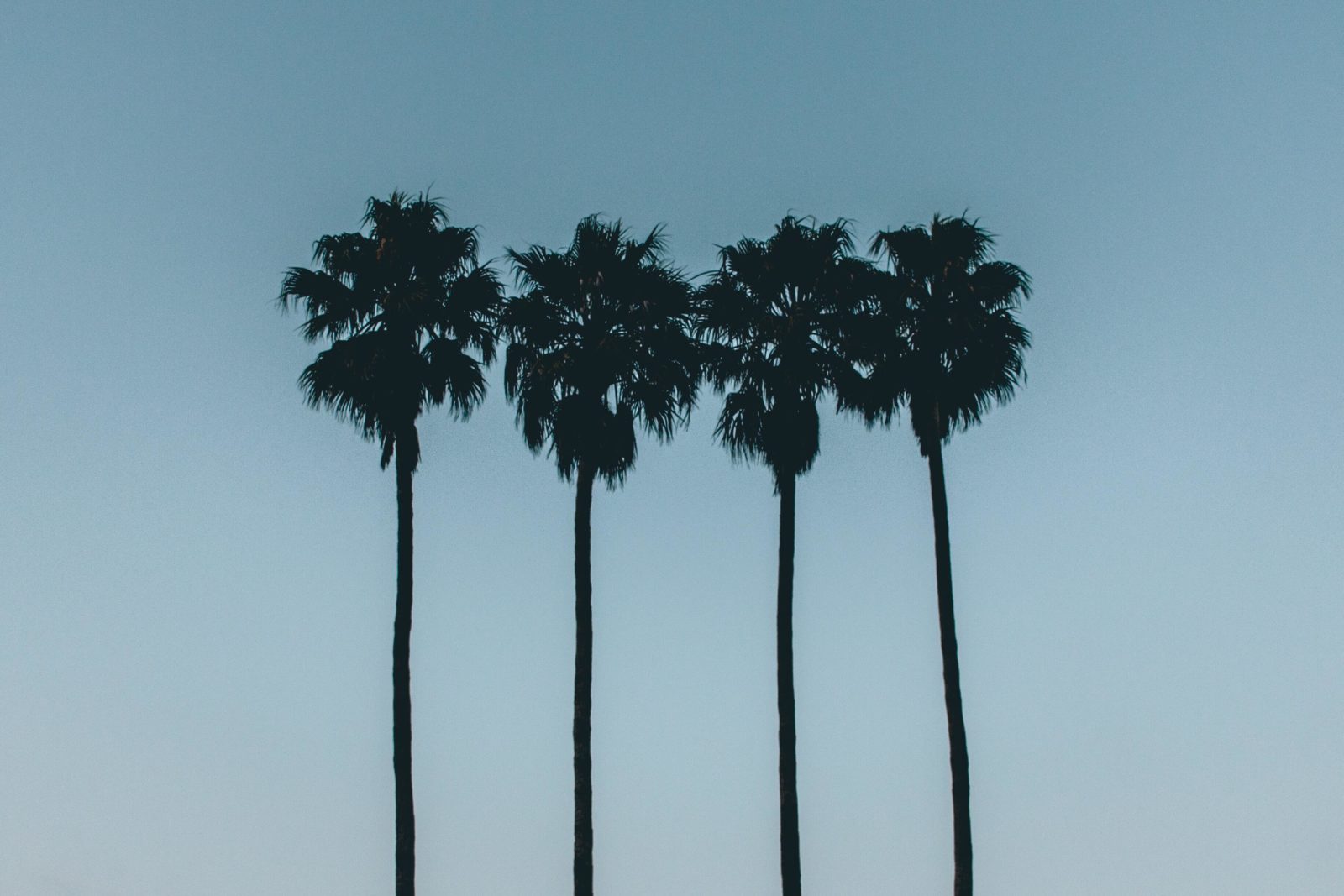 Four palm trees blowing in wind