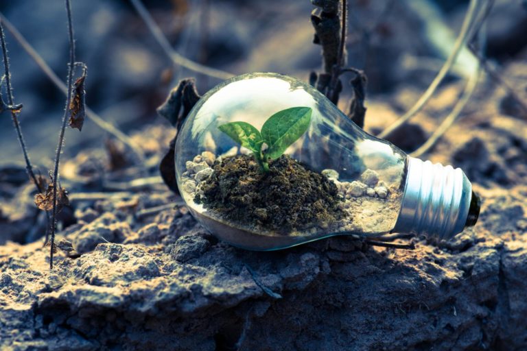 small plant grows inside glass lightbulb