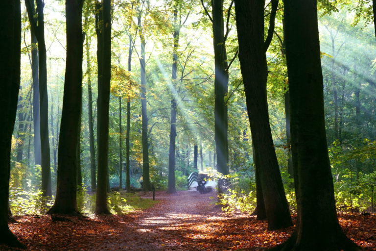 Forest ecosystem with sunlight breaking through.