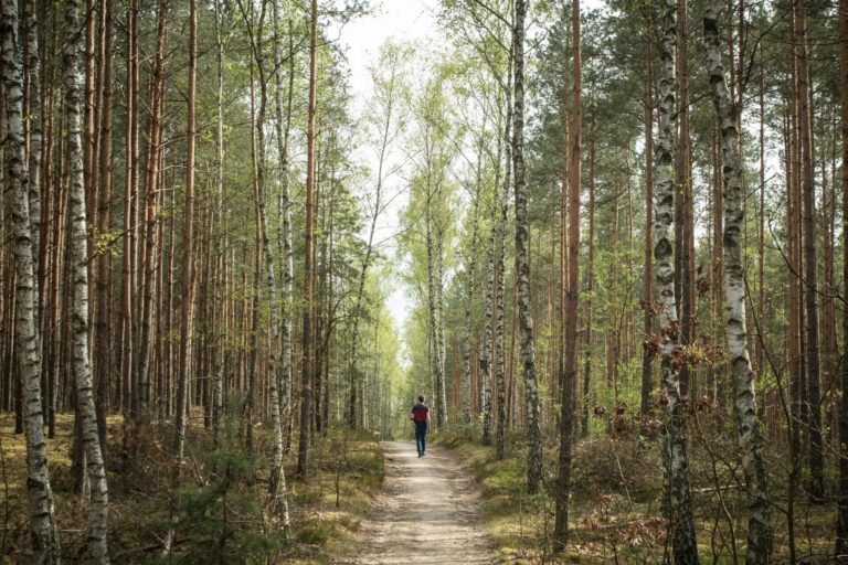 A person walks on a path through the forest