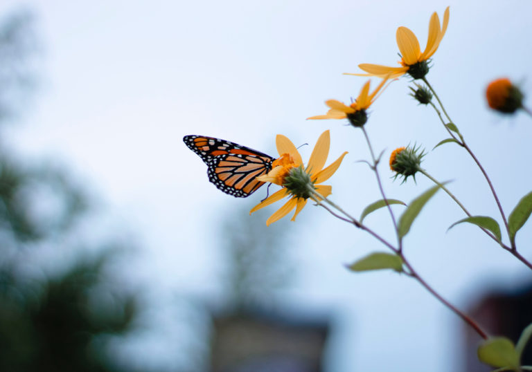 A monarch butterfly lands on a wildflower.