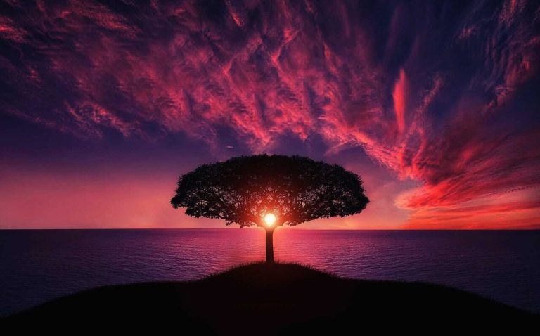 Tree at sunset