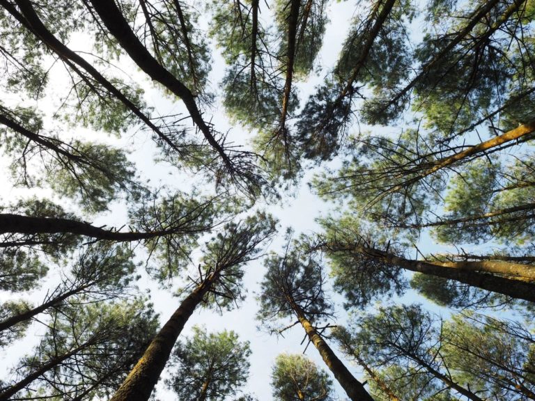 Looking up at treetops from the ground
