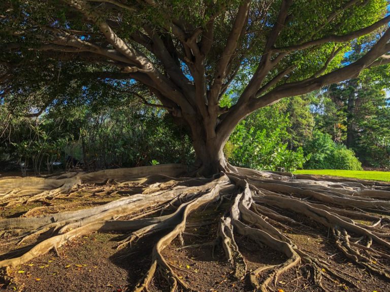 Large tree with expansive roots