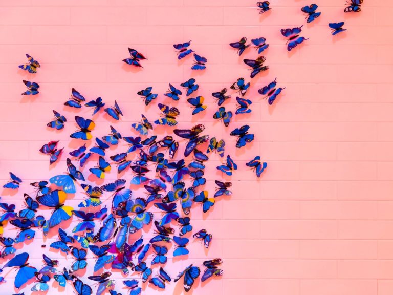 butterflies clustered on a wall
